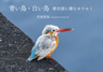青い鳥・白い鳥 都市部に棲むカワセミ